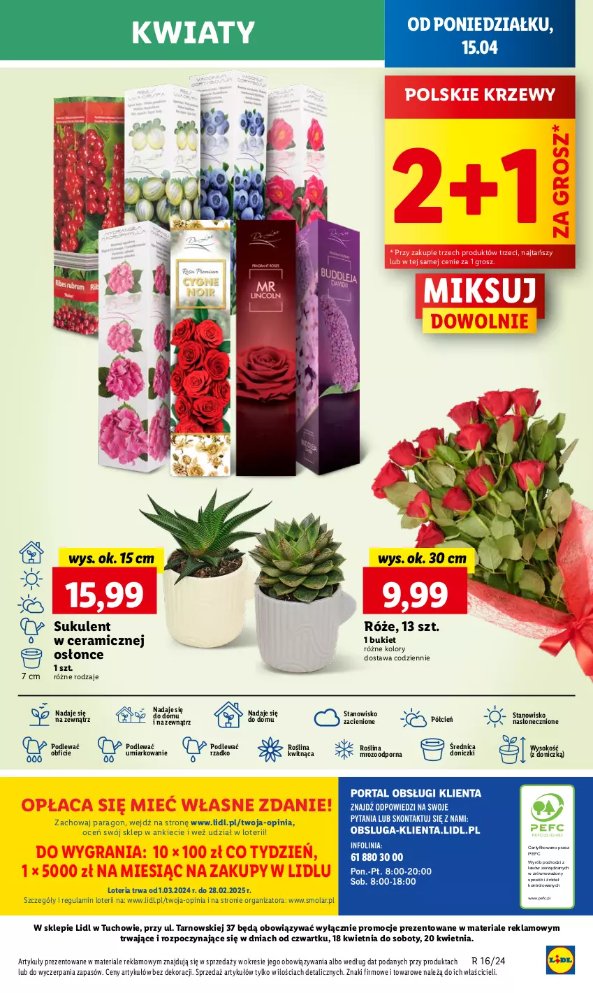 Gazetka promocyjna Lidl - GAZETKA - ważna 15.04 do 17.04.2024 - strona 51 - produkty: Bukiet, Cień, Gra, Mola, O nas, Por, Sok, Sukulent