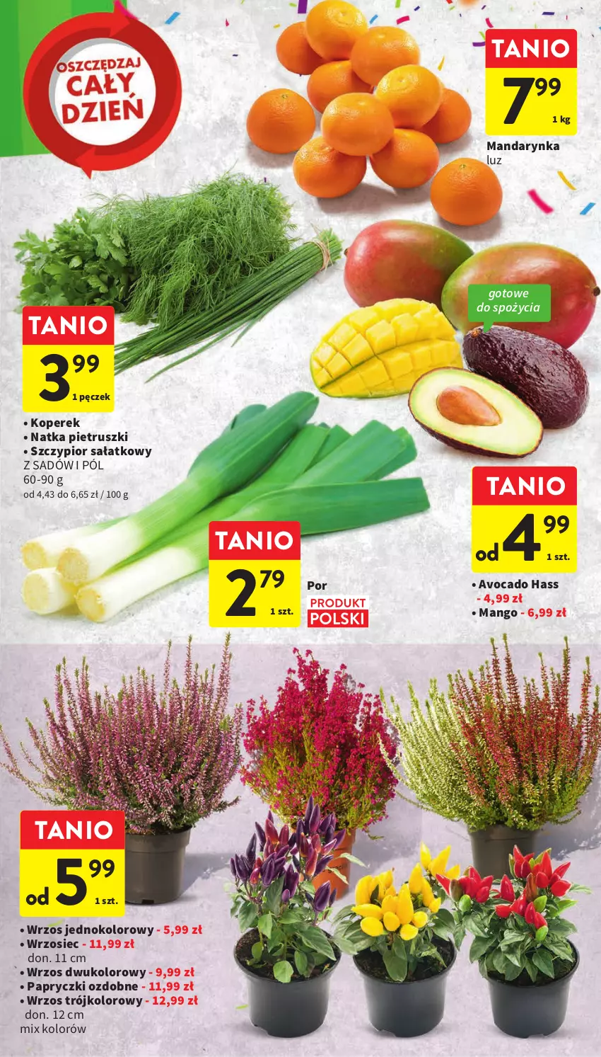 Gazetka promocyjna Intermarche - Gazetka Intermarche - ważna 21.09 do 27.09.2023 - strona 17 - produkty: Avocado, Mango, Natka pietruszki, Por, Sałat