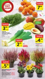 Gazetka promocyjna Intermarche - Gazetka Intermarche - Gazetka - ważna od 27.09 do 27.09.2023 - strona 17 - produkty: Por, Sałat, Avocado, Natka pietruszki, Mango