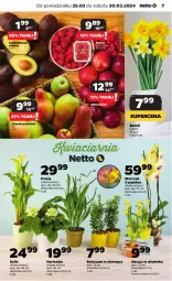 Gazetka promocyjna Netto - Artykuły spożywcze - Gazetka - ważna od 30.03 do 30.03.2024 - strona 7 - produkty: Nektarynka, Storczyk, Bukiet, Narcyz, Nektar