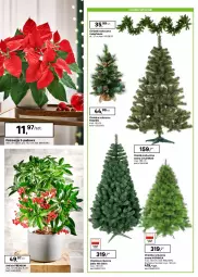 Gazetka promocyjna Leroy Merlin - Gazetka Leroy Merlin - Gazetka - ważna od 26.12 do 26.12.2025 - strona 8 - produkty: Frozen, Sos, Choinka, Inka, Poinsecja, Stojak, Kask, Girlanda