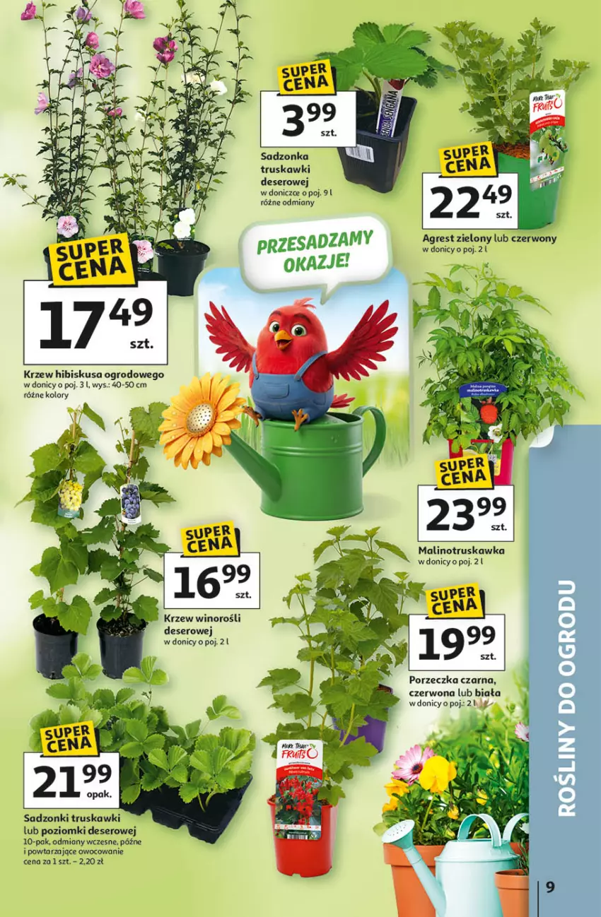 Gazetka promocyjna Auchan - Gazetka 30 Lat Hipermarket Auchan - ważna 09.04 do 15.04.2026 - strona 9 - produkty: Deser, Gres, Hibiskus, Por, Ser, Truskawki, Wino