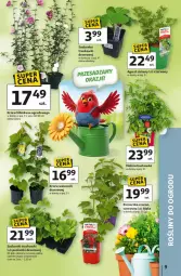 Gazetka promocyjna Auchan - Gazetka 30 Lat Hipermarket Auchan - Gazetka - ważna od 15.04 do 15.04.2026 - strona 9 - produkty: Ser, Por, Hibiskus, Truskawki, Deser, Wino, Gres