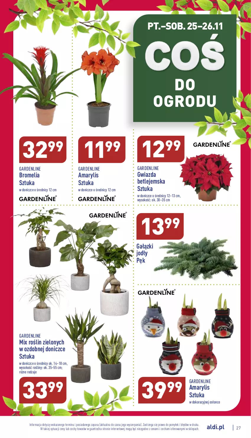 Gazetka promocyjna Aldi - Pełny katalog - ważna 21.11 do 26.11.2022 - strona 27 - produkty: Amarylis, Bromelia, Gwiazda, Sok