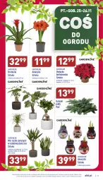 Gazetka promocyjna Aldi - Pełny katalog - Gazetka - ważna od 26.11 do 26.11.2022 - strona 27 - produkty: Sok, Amarylis, Gwiazda, Bromelia