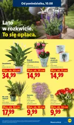 Gazetka promocyjna Lidl - Gazetka ważna od 10.08 do 11.08 - Gazetka - ważna od 11.08 do 11.08.2026 - strona 93 - produkty: Bukiet, Osłonka
