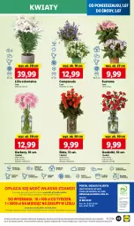 Gazetka promocyjna Lidl - GAZETKA - Gazetka - ważna od 03.07 do 03.07.2024 - strona 57 - produkty: Campanula, Sok, Por, Gra, Gerber, Cień, O nas, Mola, Bukiet