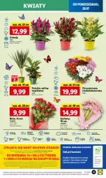 Gazetka promocyjna Lidl - GAZETKA - Gazetka - ważna od 30.07 do 30.07.2025 - strona 49 - produkty: Sok, Por, Gra, Gerber, Chryzantema, Cień, O nas, Portal, Laur, Mola, Bukiet