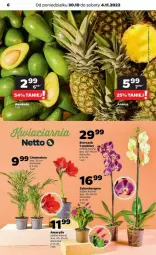 Gazetka promocyjna Netto - Gazetka - ważna od 04.11 do 04.11.2023 - strona 24 - produkty: Amarylis, Szlumbergera, Storczyk