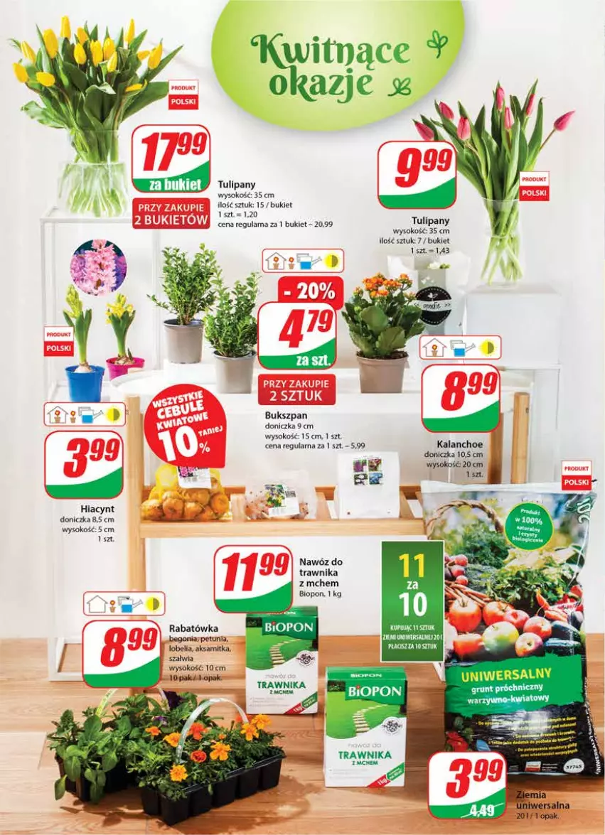 Gazetka promocyjna Dino - Gazetka - ważna 06.04 do 12.04.2022 - strona 24 - produkty: Aksam, Bukiet, Grunt, Hiacynt, Kalanchoe, Nawóz, Sok, Tulipan