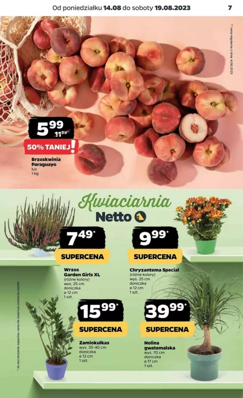 Gazetka promocyjna Netto - ważna 14.08 do 20.08.2023 - strona 23 - produkty: Chryzantema