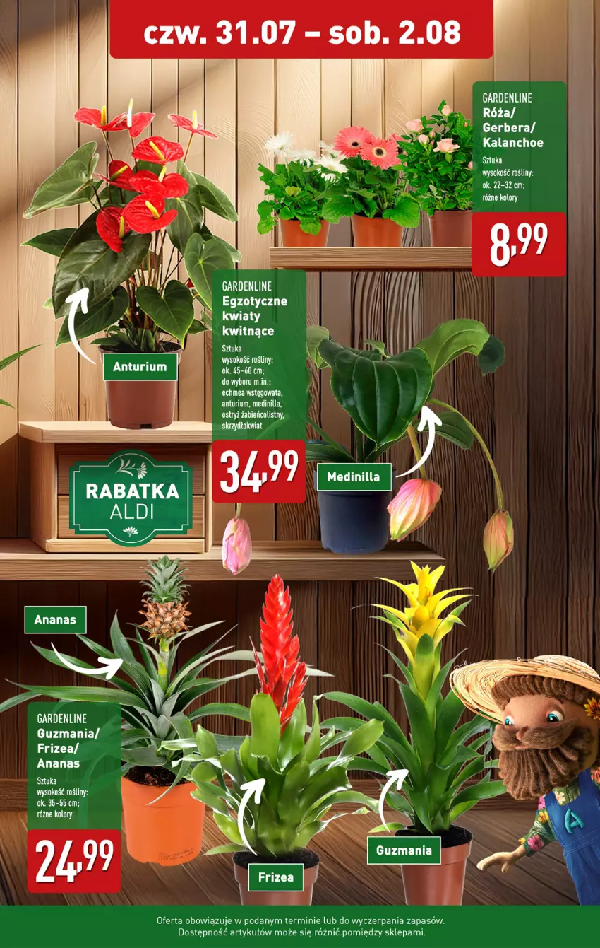 Gazetka promocyjna Aldi - Pełna oferta - ważna 28.07 do 02.08.2025 - strona 31 - produkty: Ananas, Gerber, Kalanchoe, LG, Róża, Ryż, Sok