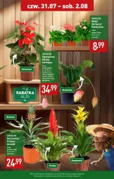 Gazetka promocyjna Aldi - Pełna oferta - Gazetka - ważna od 02.08 do 02.08.2025 - strona 31 - produkty: Sok, Ryż, Gerber, Róża, Ananas, Kalanchoe, LG