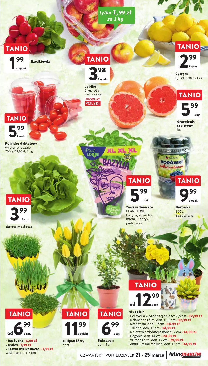 Gazetka promocyjna Intermarche - Gazetka Intermarche - ważna 21.03 do 25.03.2024 - strona 27 - produkty: Bazyl, Bazylia, Borówka, Bukiet, Gra, Kalanchoe, Kolendra, Masło, Mięta, Narcyz, Pietruszka, Róża, Rzeżucha, Rzodkiewka, Sałat, Sałata masłowa, Tulipan, Zioła w doniczce