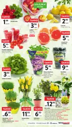 Gazetka promocyjna Intermarche - Gazetka Intermarche - Gazetka - ważna od 25.03 do 25.03.2024 - strona 27 - produkty: Gra, Sałata masłowa, Pietruszka, Borówka, Tulipan, Kolendra, Róża, Zioła w doniczce, Rzeżucha, Kalanchoe, Sałat, Bukiet, Narcyz, Bazyl, Bazylia, Masło, Rzodkiewka, Mięta