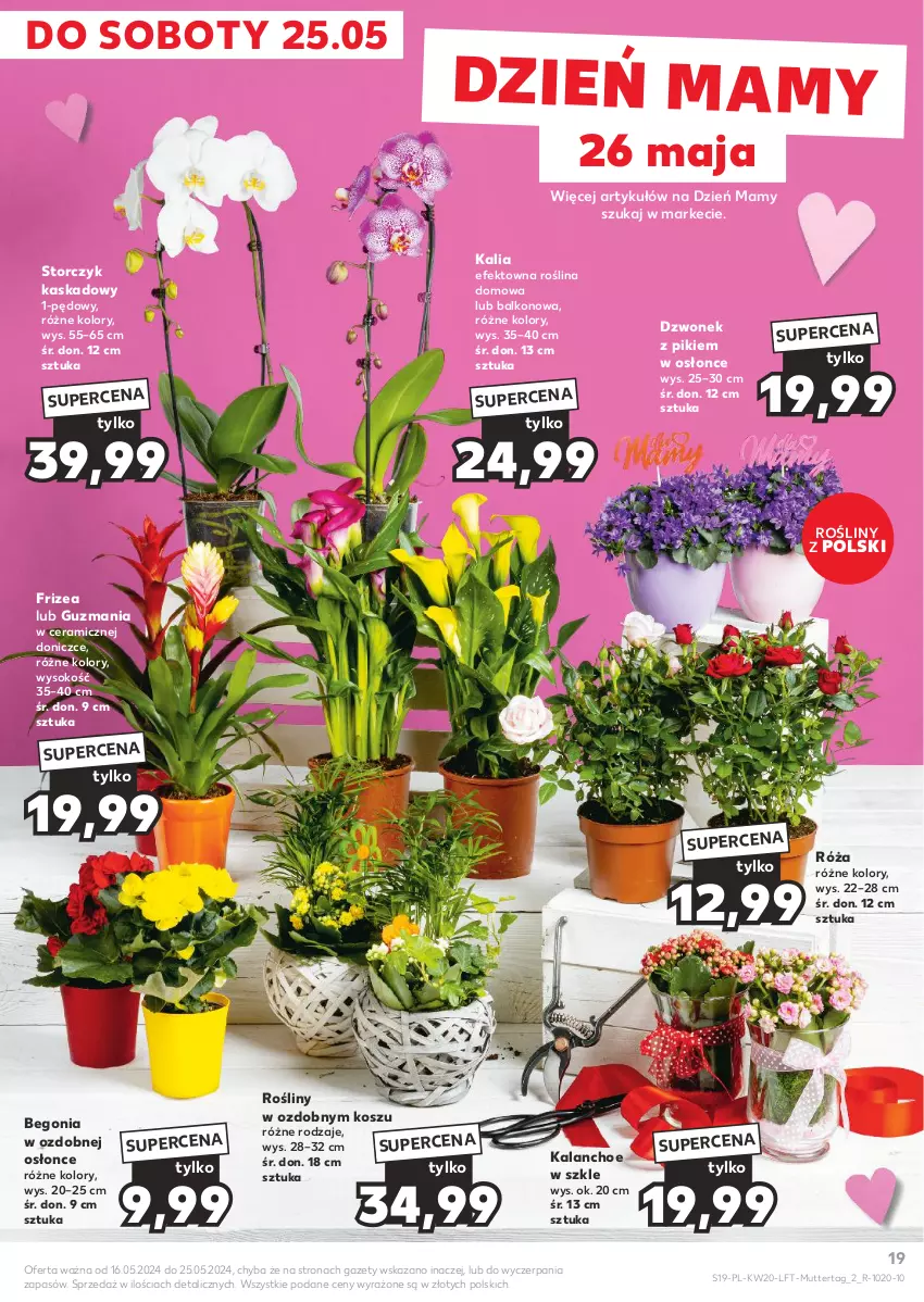 Gazetka promocyjna Kaufland - Gazetka tygodnia - ważna 16.05 do 22.05.2024 - strona 19 - produkty: Dzwonek, Kalanchoe, Kask, Kosz, Róża, Sok, Storczyk