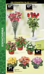 Gazetka promocyjna Delikatesy Centrum - Franczyza DC09 Czwartek - Gazetka - ważna od 04.03 do 04.03.2026 - strona 38 - produkty: Bukiet