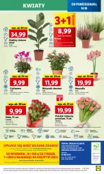 Gazetka promocyjna Lidl - GAZETKA - Gazetka - ważna od 16.10 do 16.10.2024 - strona 51 - produkty: Sok, Por, Gra, Cyklamen, Tulipan, Amarylis, Cień, O nas, Mola, Bukiet