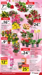 Gazetka promocyjna Intermarche - Gazetka Intermarche - Gazetka - ważna od 18.02 do 18.02.2026 - strona 13 - produkty: Krem nawilżający, Krem do twarzy, Gerber, Eveline, Tulipan, Róża, Płyn micelarny, Chia, Kalanchoe, Primula, Storczyk, Bukiet, Narcyz, Sukulent