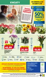 Gazetka promocyjna Lidl - GAZETKA - Gazetka - ważna od 27.07 do 27.07.2024 - strona 48 - produkty: Sok, Por, JBL, Gra, Kwiaty cięte, Cień, O nas, Storczyk, Mola, Bukiet, Flora, Mięta