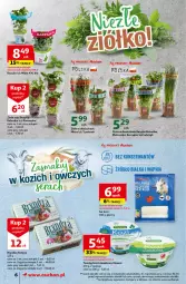 Gazetka promocyjna Auchan - Gazetka Oferty tygodnia! Supermarket Auchan - Gazetka - ważna od 24.04 do 24.04.2024 - strona 6 - produkty: Ser, Pietruszka, Twaróg, Kolendra, Bryndza, Ser kozi, Bazyl, Bazylia, Mięta