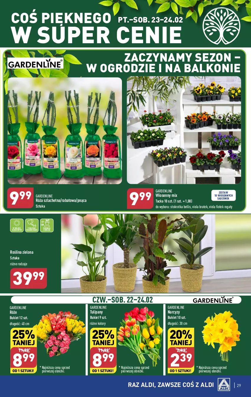 Gazetka promocyjna Aldi - Pełna oferta - ważna 19.02 do 24.02.2024 - strona 29 - produkty: Bell, Bukiet, Narcyz, Róża, Tulipan