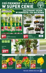 Gazetka promocyjna Aldi - Pełna oferta - Gazetka - ważna od 24.02 do 24.02.2024 - strona 29 - produkty: Tulipan, Róża, Bell, Bukiet, Narcyz