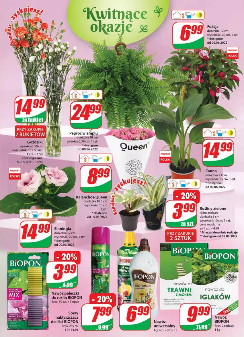 Gazetka promocyjna Dino - Gazetka - ważna 08.06 do 14.06.2022 - strona 19 - produkty: Bukiet, Kalanchoe, Nawóz, Sok