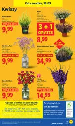 Gazetka promocyjna Lidl - GAZETKA - Gazetka - ważna od 20.09 do 20.09.2025 - strona 55 - produkty: Por, Gra, Papier, Portal, Laur, Mola, Bukiet, Miecz