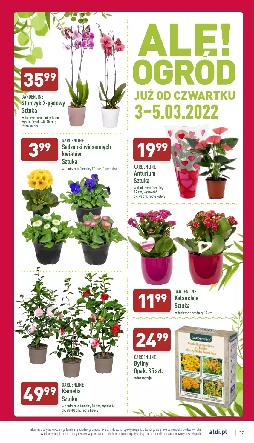 Gazetka promocyjna Aldi - Pełny katalog - ważna 28.02 do 05.03.2022 - strona 27 - produkty: Kalanchoe, Sok, Storczyk