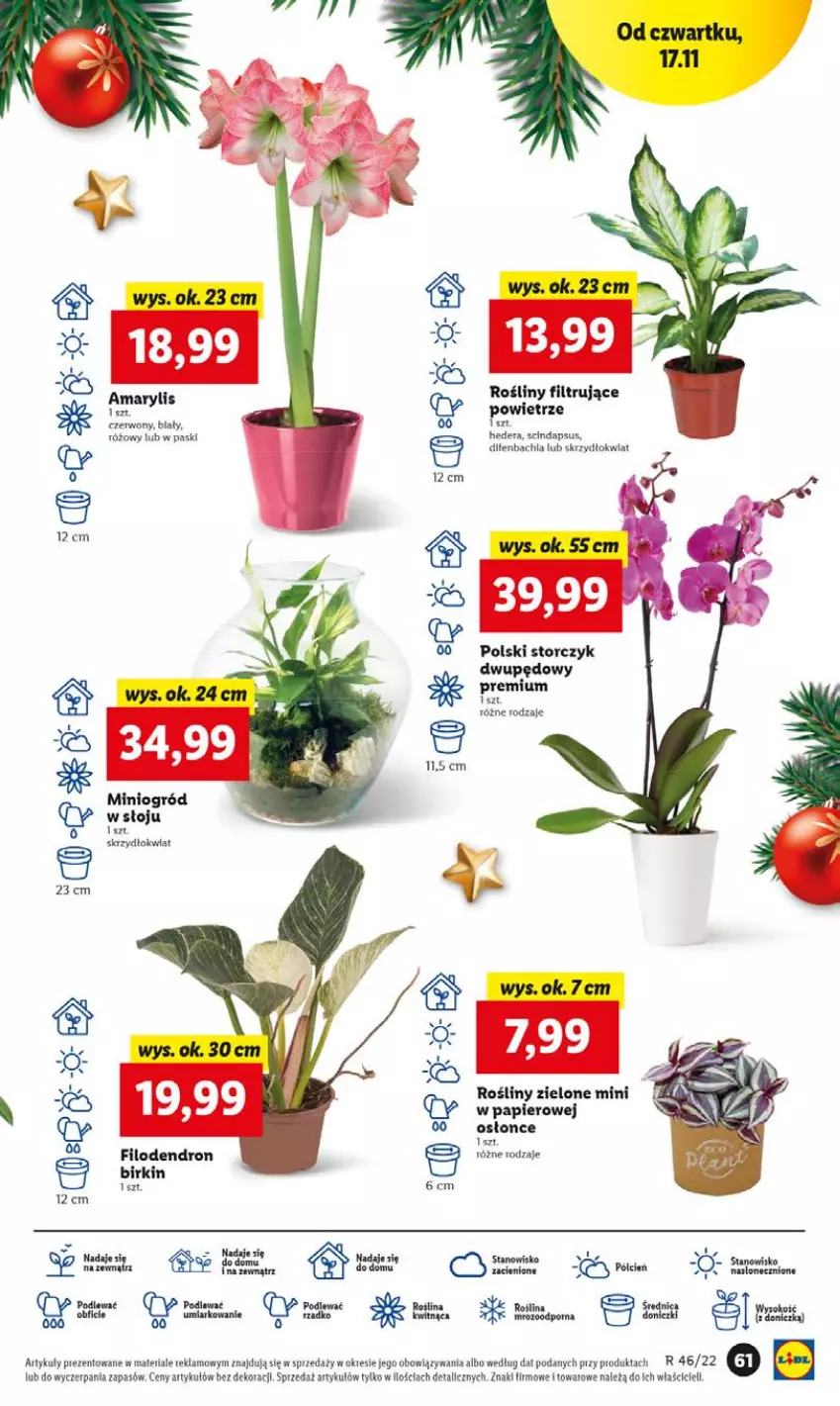 Gazetka promocyjna Lidl - GAZETKA - ważna 17.11 do 19.11.2022 - strona 61 - produkty: Chia, Dron, Gry, NBA, Ogród, Papier, Storczyk