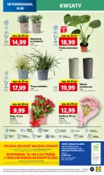 Gazetka promocyjna Lidl - GAZETKA - Gazetka - ważna od 26.06 do 26.06.2024 - strona 50 - produkty: Sok, Por, Koc, Gra, Gerber, Cień, O nas, Tera, Wazon, Mola, Bukiet, Sukulent