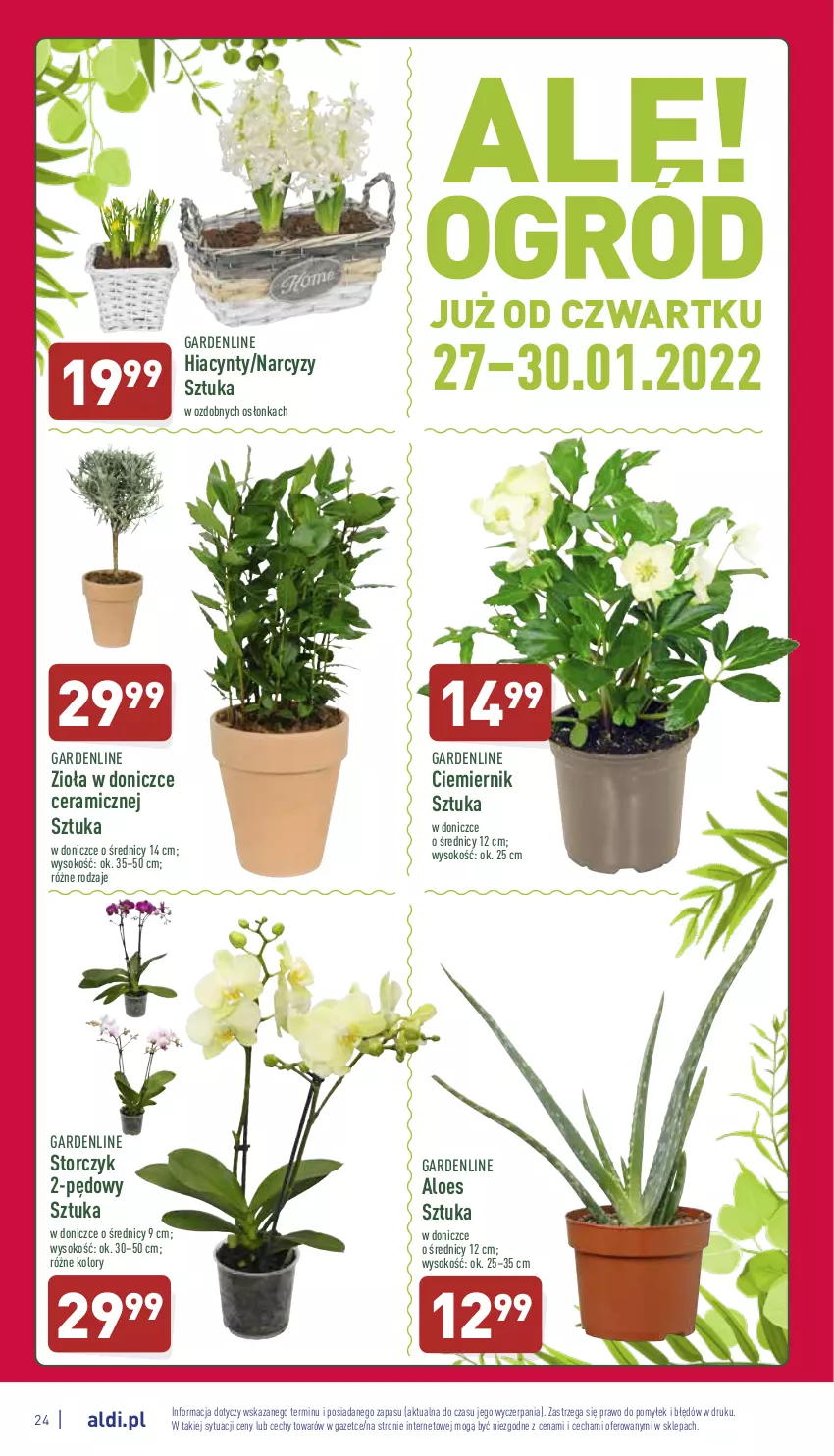 Gazetka promocyjna Aldi - Katalog spożywczy - ważna 24.01 do 30.01.2022 - strona 24 - produkty: Hiacynt, Narcyz, Osłonka, Sok, Storczyk, Zioła w doniczce