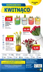 Gazetka promocyjna Lidl - GAZETKA - Gazetka - ważna od 14.01 do 14.01.2023 - strona 57 - produkty: Sok, Por, Gry, Gra, Hiacynt, Tulipan, Cień, O nas, Mola, Bukiet, Narcyz, Krokus