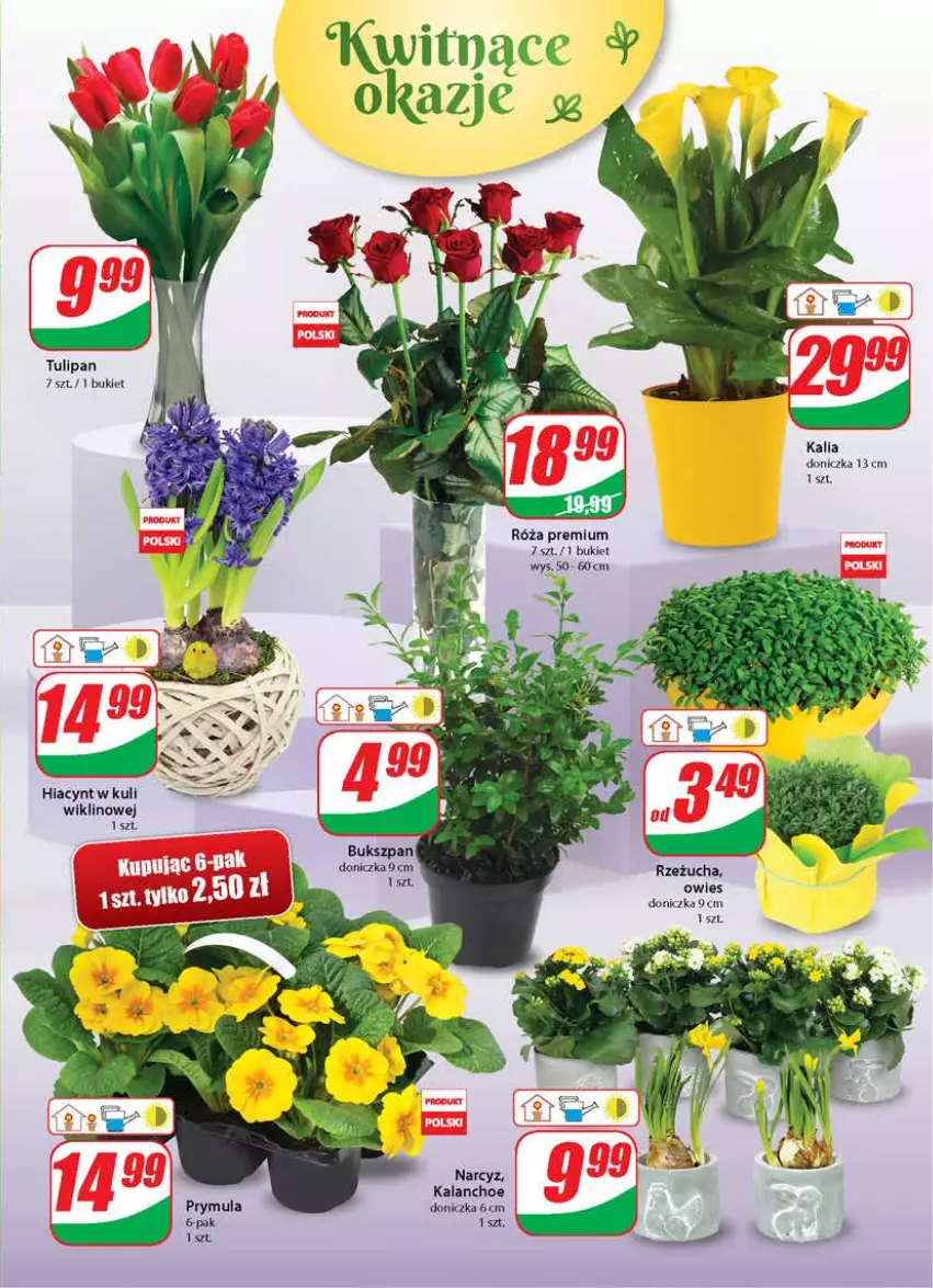 Gazetka promocyjna Dino - Gazetka - ważna 31.03 do 06.04.2021 - strona 19 - produkty: Bukiet, Hiacynt, Kalanchoe, Narcyz, Róża, Rzeżucha, Tulipan