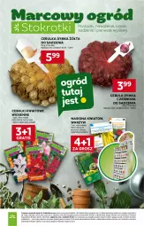 Gazetka promocyjna Stokrotka - Supermarket - Gazetka - ważna od 18.03 do 18.03.2026 - strona 39 - produkty: Cebula, Warzywa, Gra, Optima, Owoce, Mięso