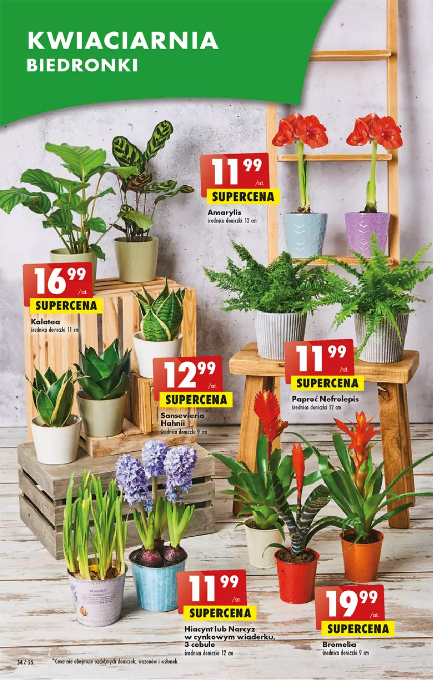 Gazetka promocyjna Biedronka - ważna 23.02 do 01.03.2023 - strona 54 - produkty: Bromelia, Cynk, Hiacynt, Narcyz, Wazon