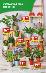 Gazetka promocyjna Biedronka - Gazetka - ważna od 01.03 do 01.03.2023 - strona 54 - produkty: Hiacynt, Cynk, Wazon, Bromelia, Narcyz