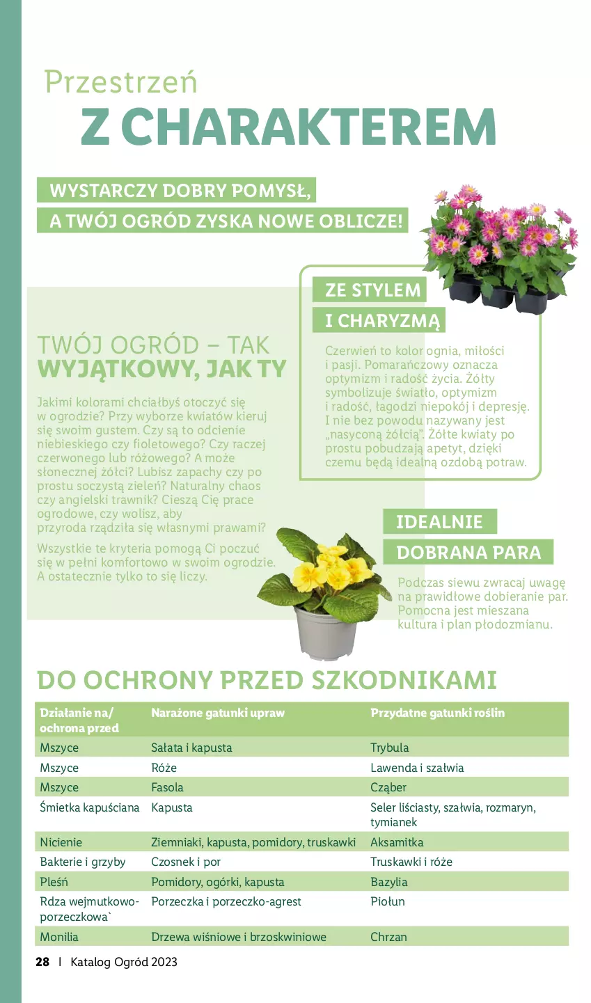 Gazetka promocyjna Lidl - KATALOG OGRÓD - ważna 27.03 do 28.05.2023 - strona 28 - produkty: Aksam, Bazyl, Bazylia, Chrzan, Czosnek, Fa, Fasola, Gres, Grzyby, Ogród, Pomidory, Por, Sałat, Truskawki, Ziemniaki