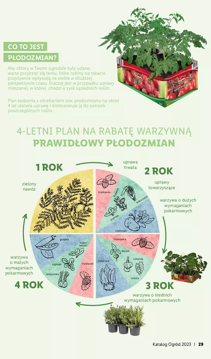 Gazetka promocyjna Lidl - KATALOG OGRÓD - ważna 27.03 do 28.05.2023 - strona 29 - produkty: Buraki, Czosnek, Groszek, Koper włoski, Nawóz, Ogród, Roszponka, Rukola, Szpinak, Truskawki, Warzywa, Ziemniaki