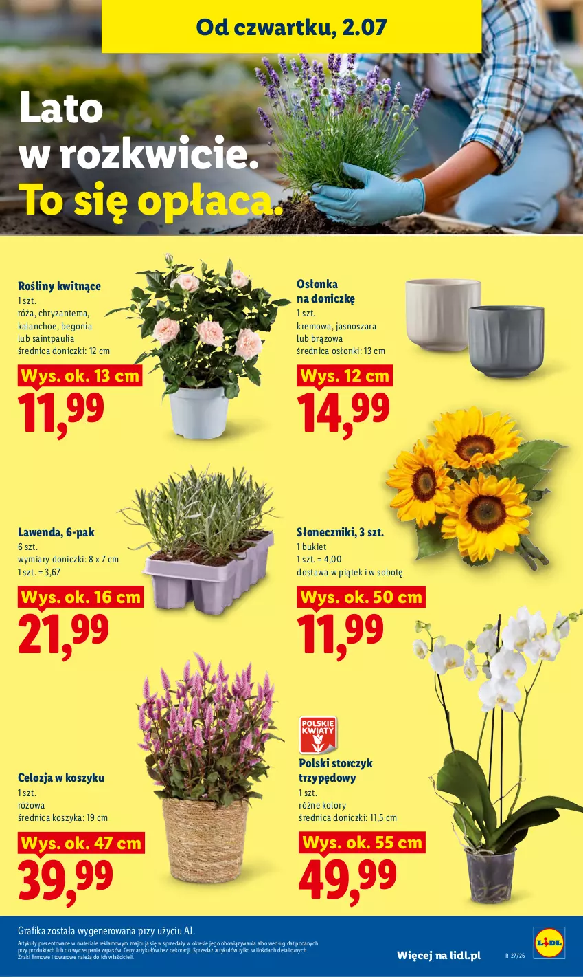 Gazetka promocyjna Lidl - Gazetka ważna od 2.07 do 4.07 - ważna 02.07 do 04.07.2026 - strona 81 - produkty: Bukiet, Chryzantema, Gra, Grafika, Kalanchoe, Kosz, Osłonka, Róża, Storczyk