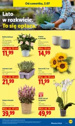 Gazetka promocyjna Lidl - Gazetka ważna od 2.07 do 4.07 - Gazetka - ważna od 04.07 do 04.07.2026 - strona 81 - produkty: Gra, Róża, Chryzantema, Kosz, Kalanchoe, Storczyk, Bukiet, Grafika, Osłonka