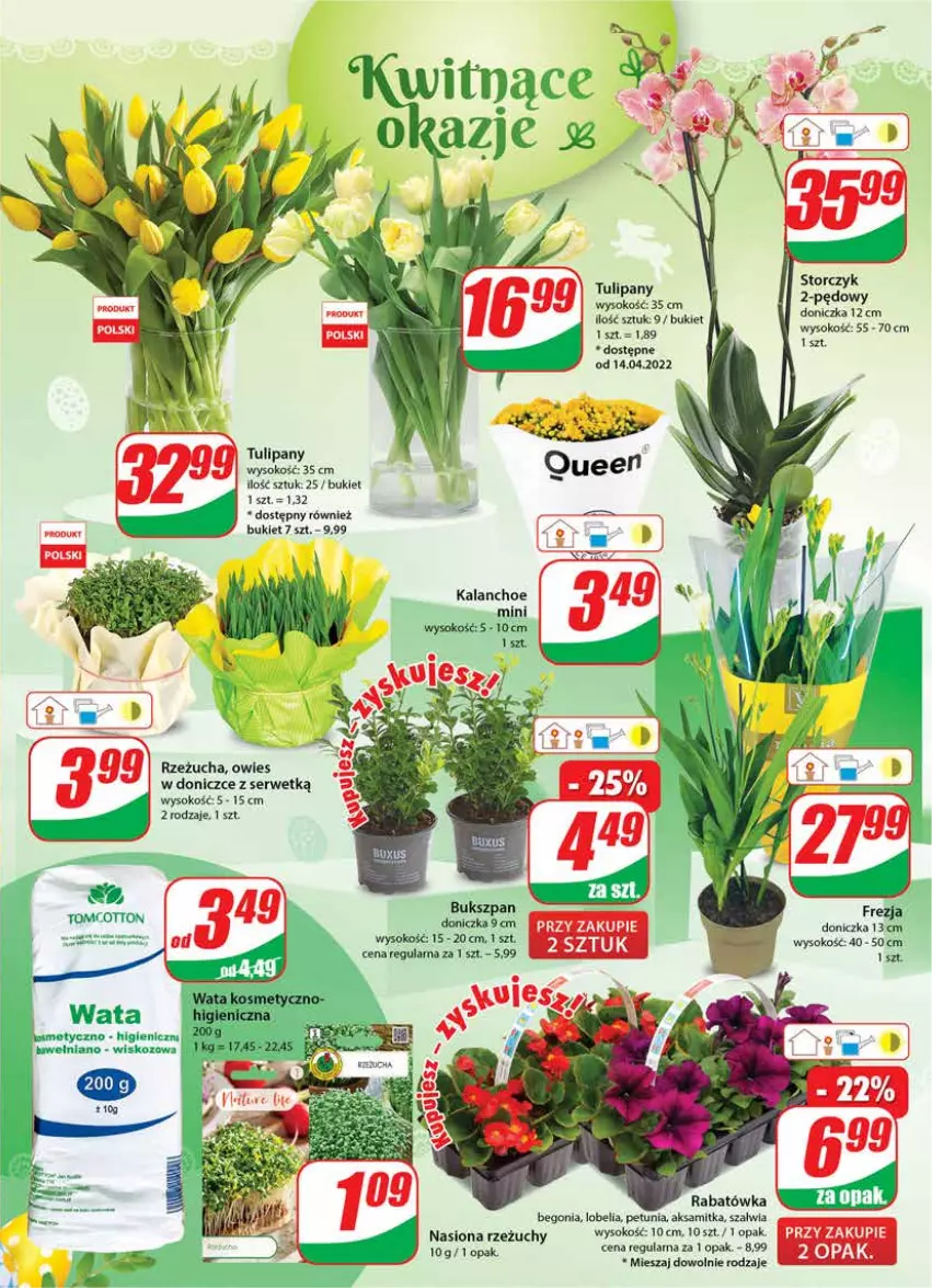 Gazetka promocyjna Dino - Gazetka - ważna 13.04 do 19.04.2022 - strona 19 - produkty: Aksam, Bukiet, Kalanchoe, Rzeżucha, Ser, Sok, Storczyk, Tulipan