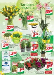 Gazetka promocyjna Dino - Gazetka - Gazetka - ważna od 19.04 do 19.04.2022 - strona 19 - produkty: Sok, Ser, Tulipan, Rzeżucha, Kalanchoe, Storczyk, Bukiet, Aksam