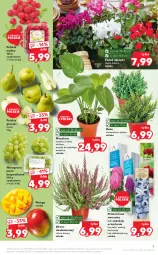 Gazetka promocyjna Kaufland - OFERTA TYGODNIA - Gazetka - ważna od 21.09 do 21.09.2022 - strona 9 - produkty: Tera, Dron, Gruszki, Maliny, Winogrona, Wino, Grunt, Drony, Mango