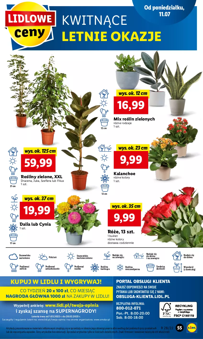 Gazetka promocyjna Lidl - GAZETKA - ważna 11.07 do 13.07.2022 - strona 55 - produkty: Bukiet, Cień, Gry, Kalanchoe, Mola, O nas, Por, Sok