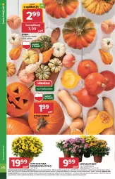 Gazetka promocyjna Stokrotka - Supermarket Opole/Radom - Gazetka - ważna od 29.10 do 29.10.2024 - strona 10 - produkty: Warzywa, Mus, Chryzantema, Owoce, Mięso