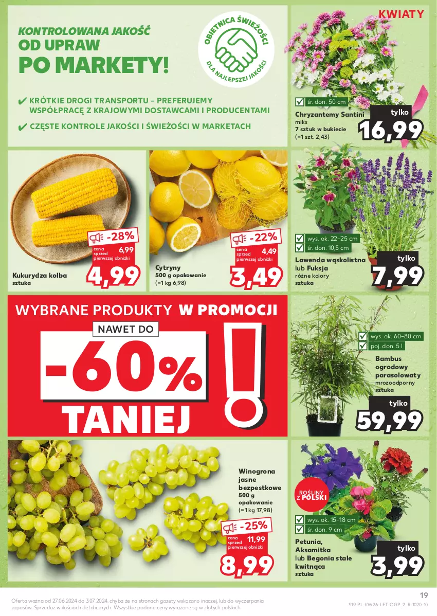 Gazetka promocyjna Kaufland - Gazetka tygodnia - ważna 27.06 do 03.07.2024 - strona 19 - produkty: Aksam, Cytryny, Kukurydza, Parasol, Por, Sport, Tran, Wino, Winogrona