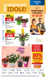 Gazetka promocyjna Lidl - GAZETKA - Gazetka - ważna od 22.01 do 22.01.2025 - strona 11 - produkty: Sok, Por, Prymula, Cynk, Cień, O nas, Kalanchoe, Storczyk, Ole!