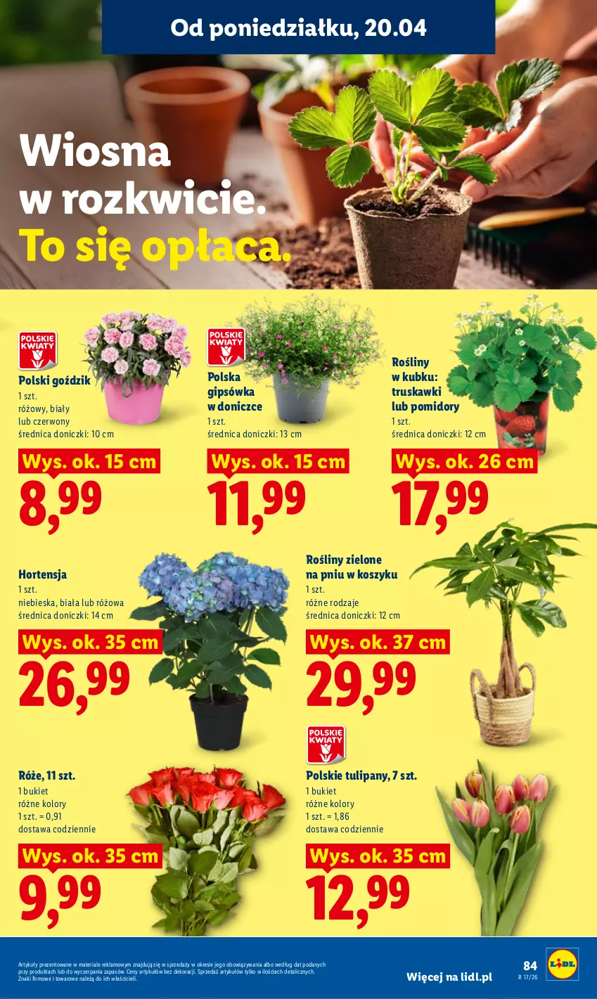 Gazetka promocyjna Lidl - Gazetka ważna od 20.04 do 22.04 - ważna 20.04 do 22.04.2026 - strona 87 - produkty: Bukiet, Kosz, Pomidory, Truskawki, Tulipan